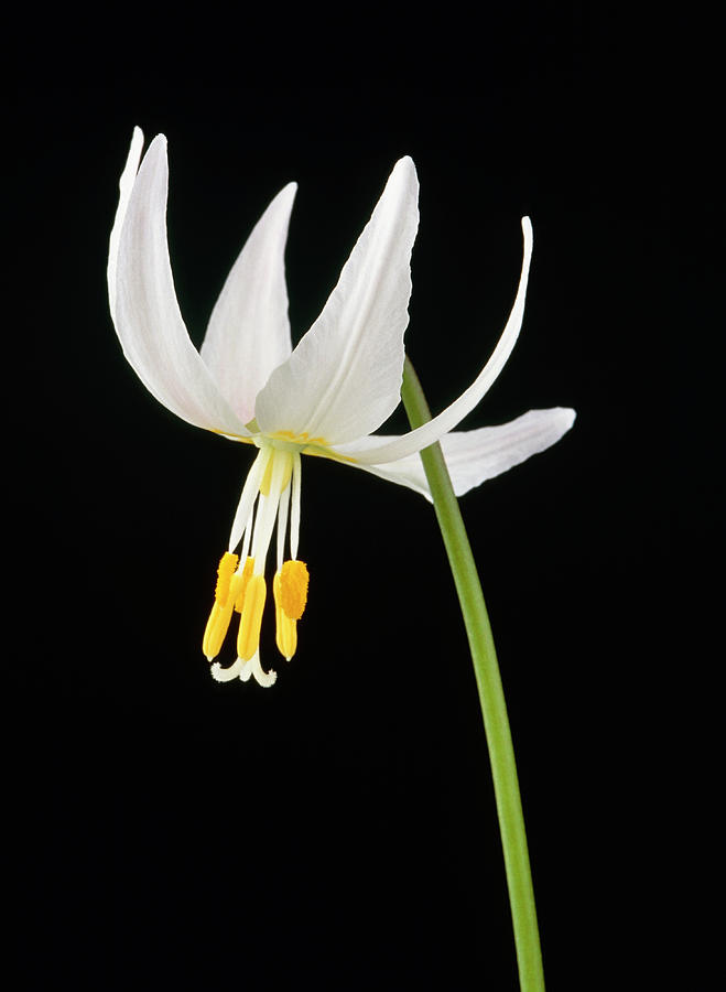 Spring Photograph - Fawn Lily (erythronium Elegans) by Debbie White/royal Botanic Garden Edinburgh/ Science Photo Library