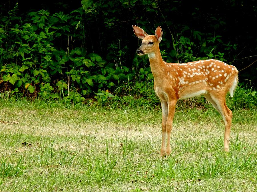 Fawn Pyrography by Mandy Jones - Fine Art America