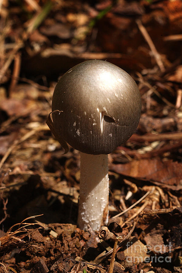 Nature Photograph - Fawn Mushroom Pluteus Cervinus by Susan Leavines