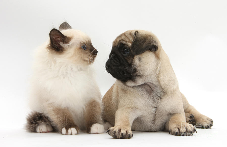 Fawn Pug Pup And Birman-cross Kitten Photograph by Mark Taylor