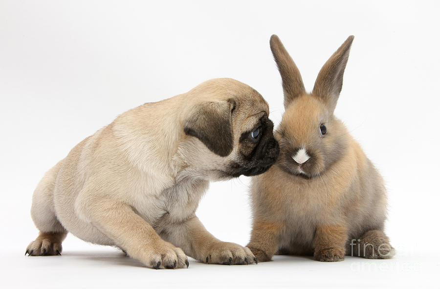 Fawn Pug Pup With Young Rabbit Photograph by Mark Taylor