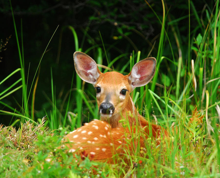 Fawn Resting Photograph by Andre Denis