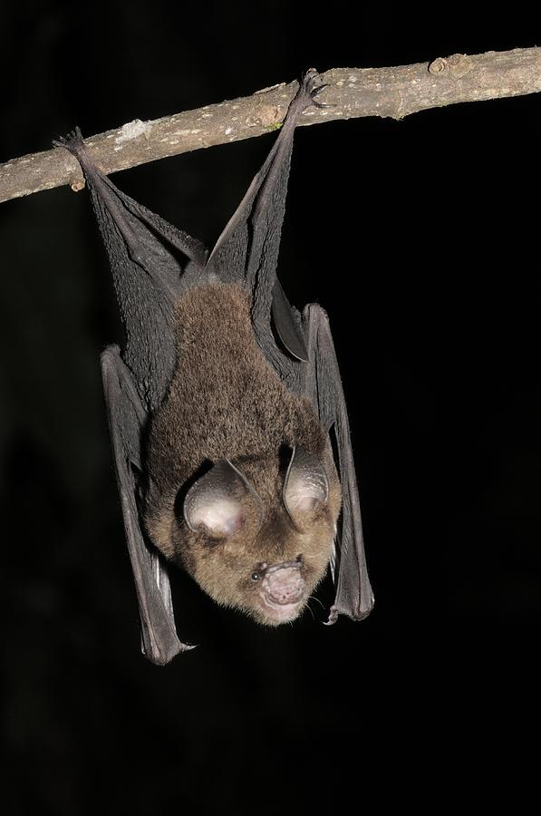 Fawn Roundleaf Bat Hipposideros Cervinus Photograph by Fletcher & Baylis