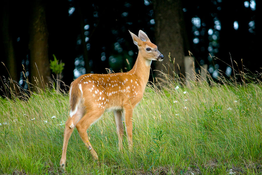 Deer Photograph - Fawn by Shane Holsclaw
