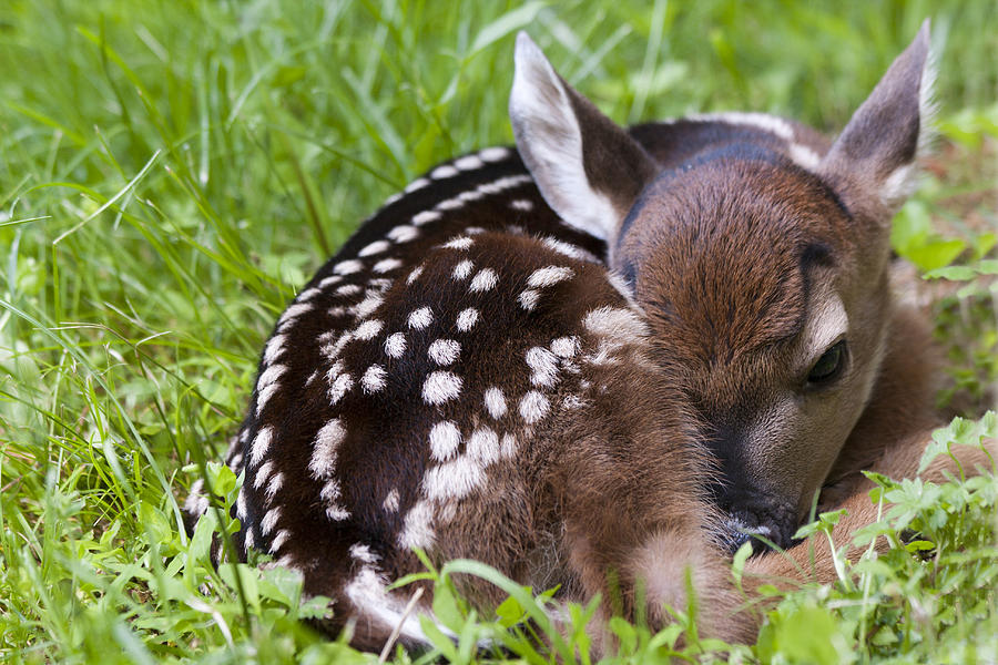 Fawn Waiting for Mom Photograph by Tammy Harriss - Fine Art America