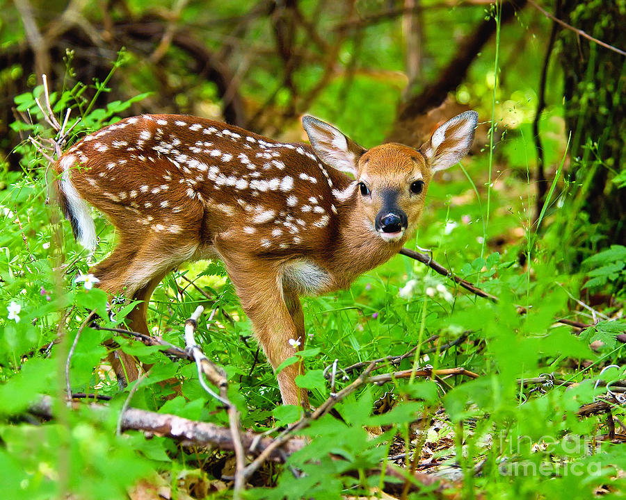 white tailed deer fawn