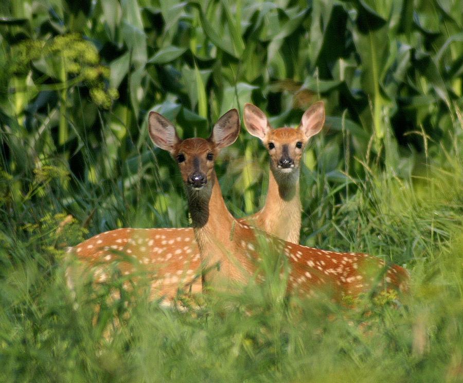 Fawns Crossed Photograph by John Dart