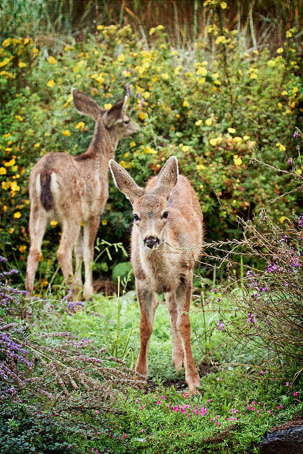Fawns Eating Flowers Photograph by Peggy Collins