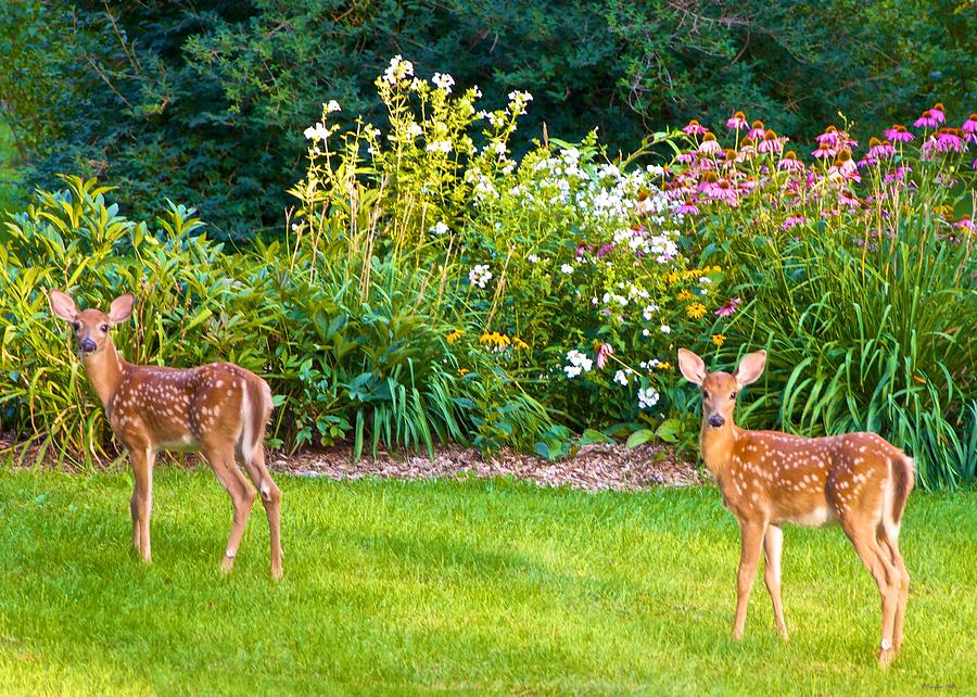 Fawns in the Afternoon Sun Photograph by Kristin Hatt