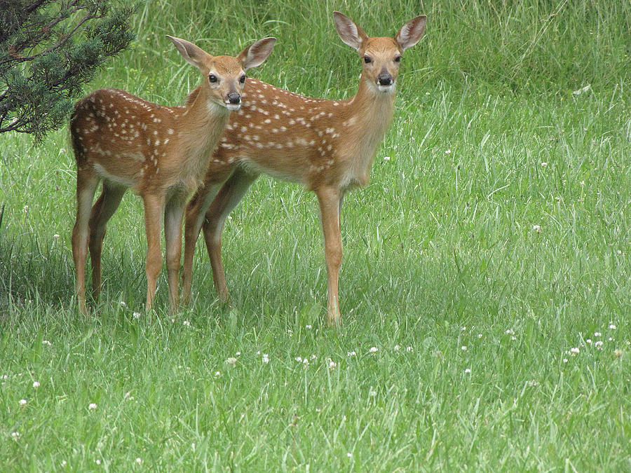Fawns Its Spring Photograph by Phil Welsher