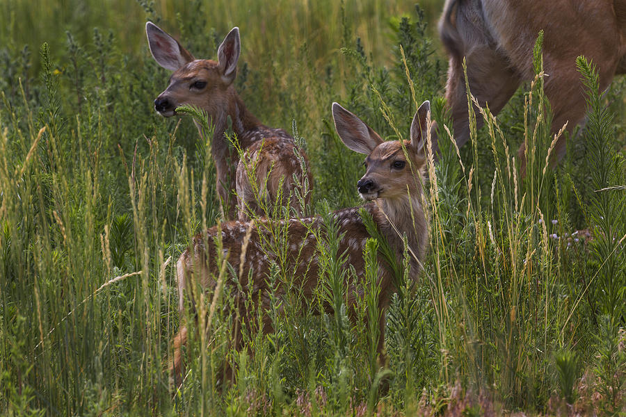 Fawns Photograph by Jeff Shumaker