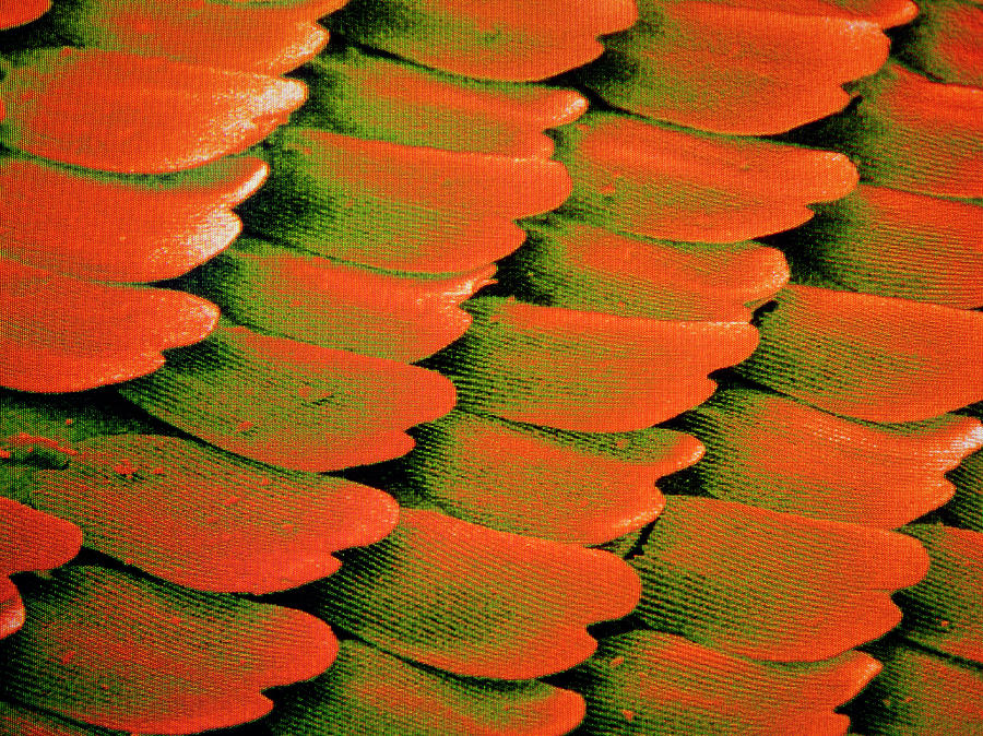 F/col Sem Of Scales On Swallowtail Butterfly Wing Photograph by Power And Syred/science Photo Library