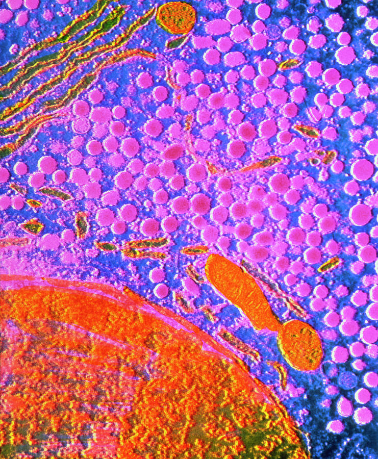 F/col Tem Of Cell In Anterior Human Pituitary Photograph by Cnri ...