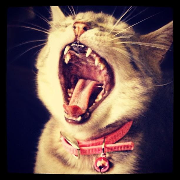 Cute Photograph - Fear The Kitten! by Melissa Mariani