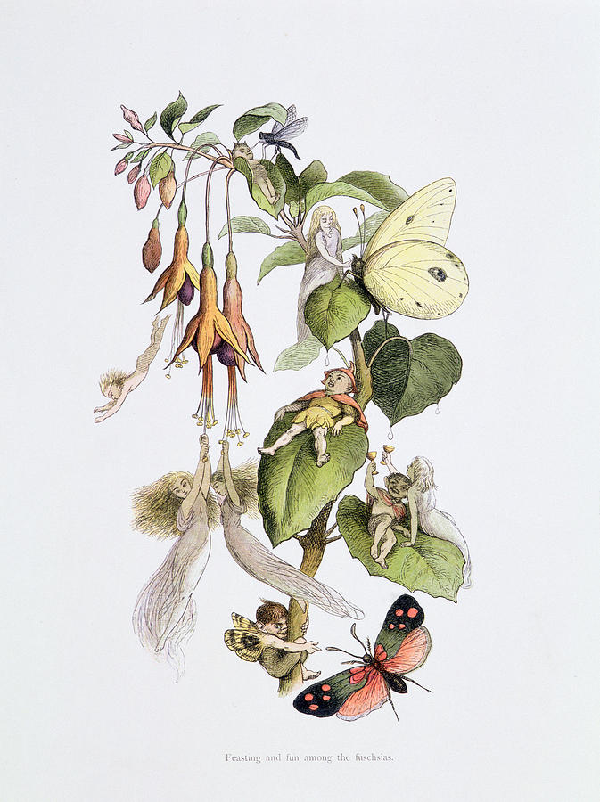 Fairy Painting - Feasting And Fun Among The Fuschias by Richard Doyle
