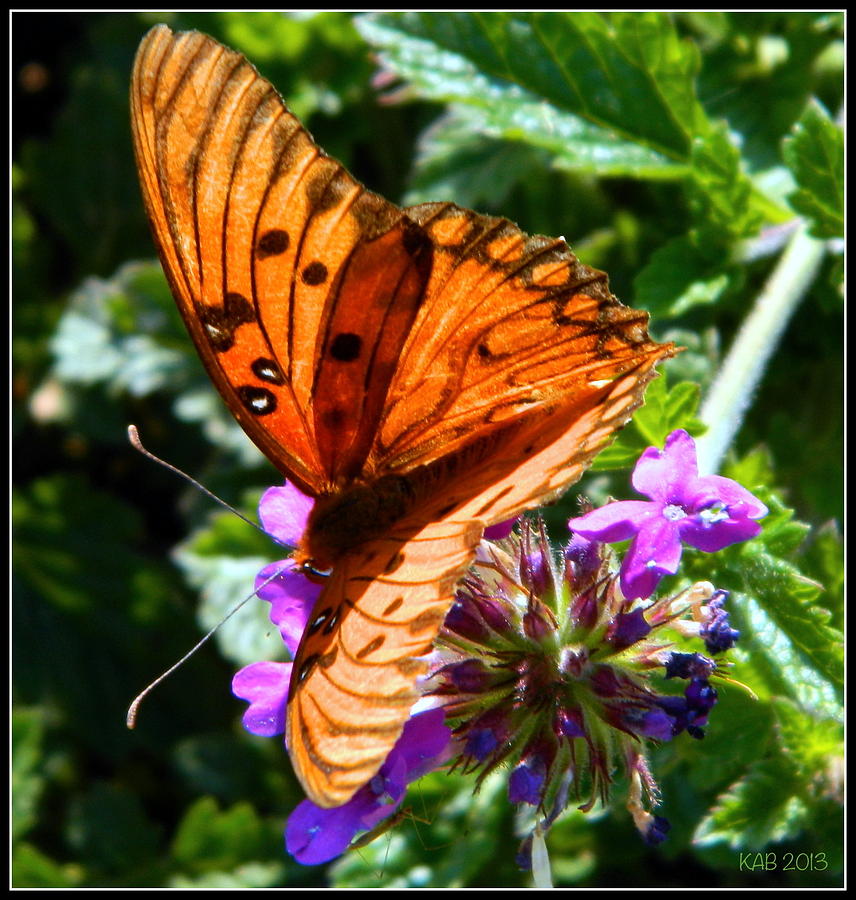 Feasting Butterfly Photograph by Kathy Barney