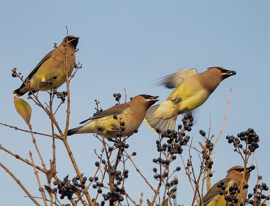 Feasting Cedar Waxwings Photograph by Constantine Gregory