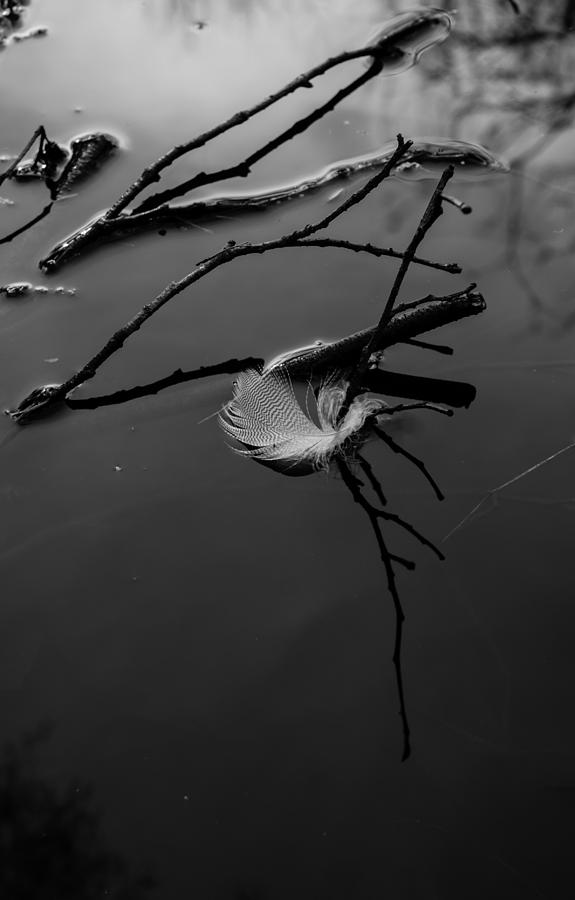 Floating Feather - bw Photograph by Marilyn Wilson