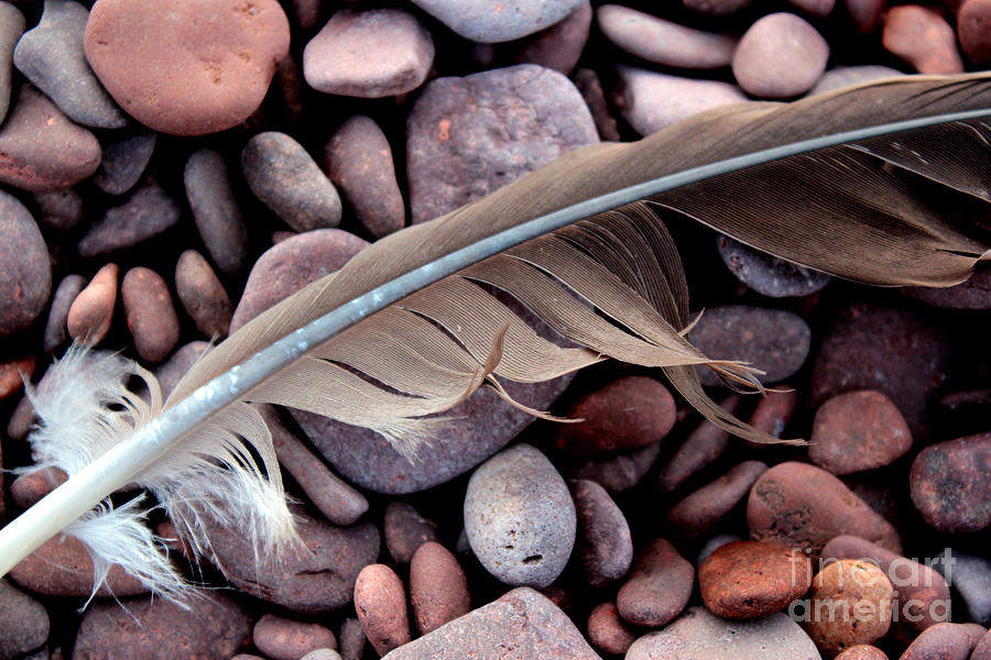 Feather 3 Photograph by A K Dayton