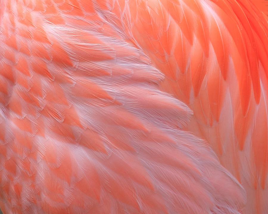 Feather Abstract 2 Photograph by Angela Murdock