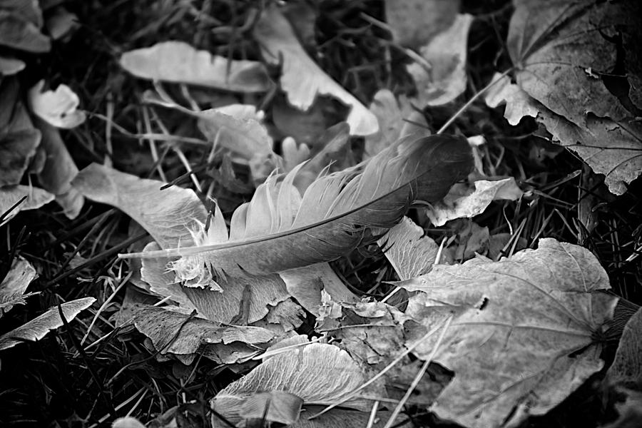 Feather and Leaves Photograph by Prince Andre Faubert