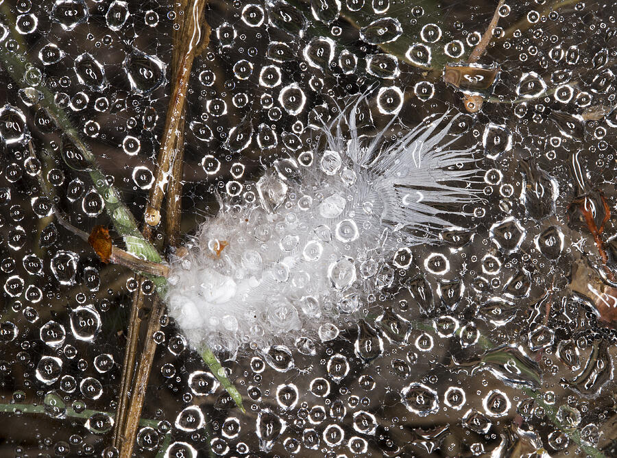 Feather and Raindrops in Funnel Web Photograph by Steven Schwartzman