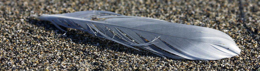 Feather and Sand Photograph by Josh Bryant