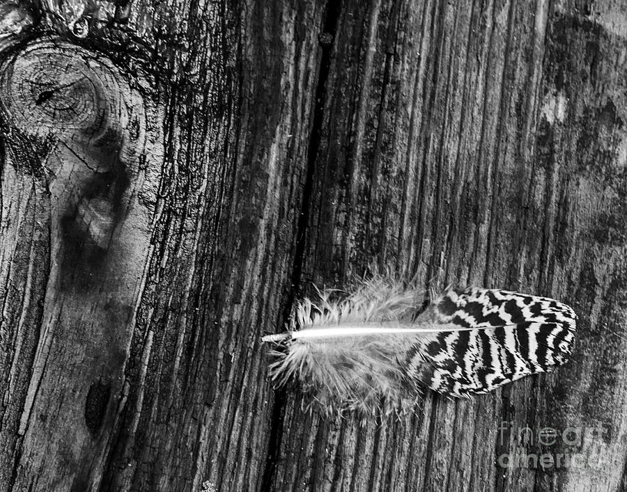 Feather and Wood Photograph by Ken Frischkorn
