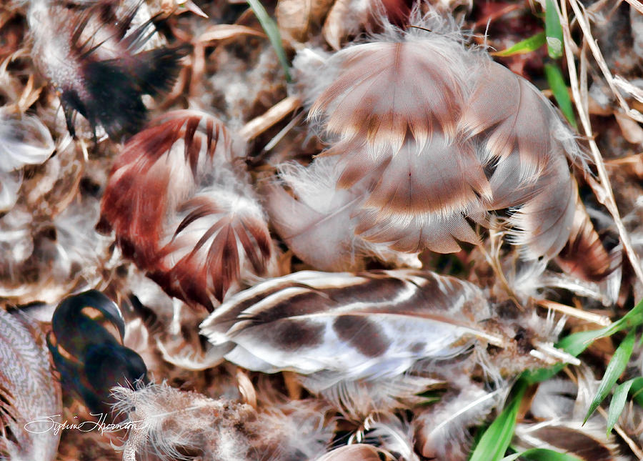 Feather Bed Photograph by Sylvia Thornton
