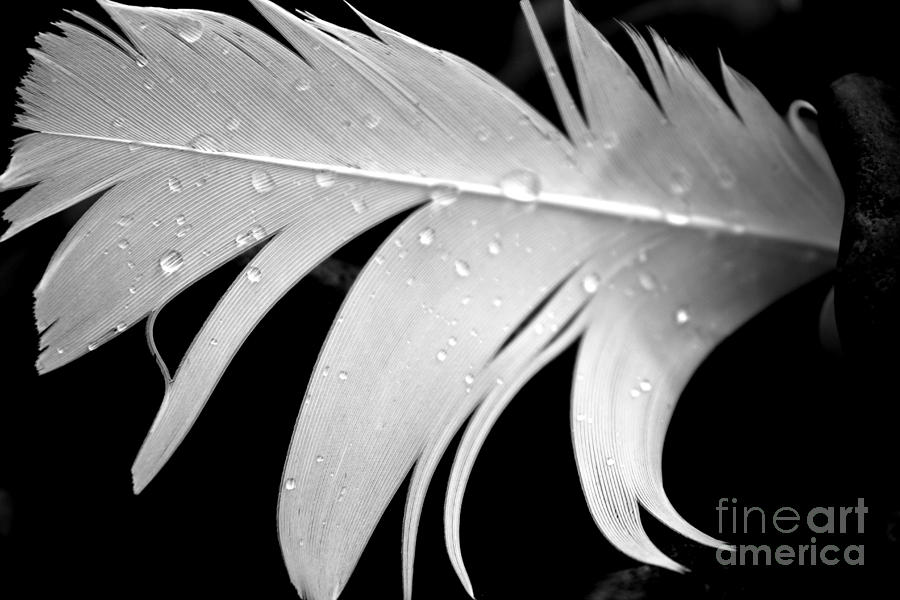 Feather Black and White Photograph by A K Dayton