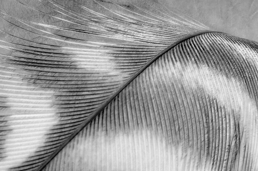 Black And White Photograph - Feather - Black and White by Natalie Kinnear
