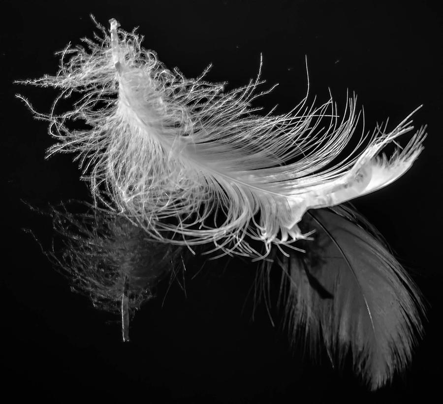 Feather Photograph by Brian Stevens