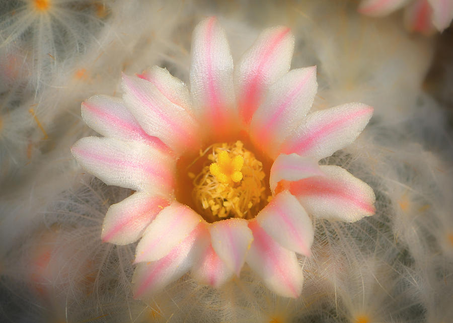 Feather Cactus Photograph by Michael Newberry