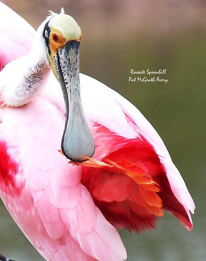 Roseate Spoonbill Photograph - Feather Care by Pat McGrath Avery Roseate Spoonbill Photograph - Feather Care by Pat McGrath Avery