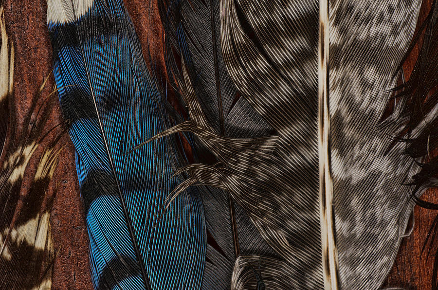 Feather Collection Photograph by Sue Capuano