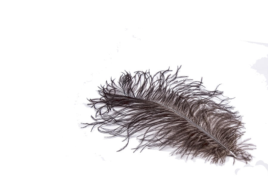 Ostrich Photograph - Feather cornered by Jan Hagan
