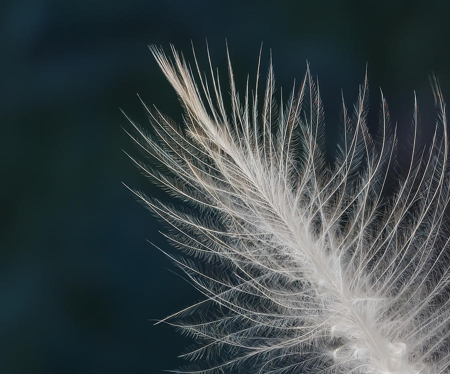 Feather detail Photograph by Jean Noren