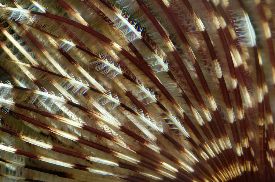 Feather Duster Worm Abstract Photograph by Nigel Downer