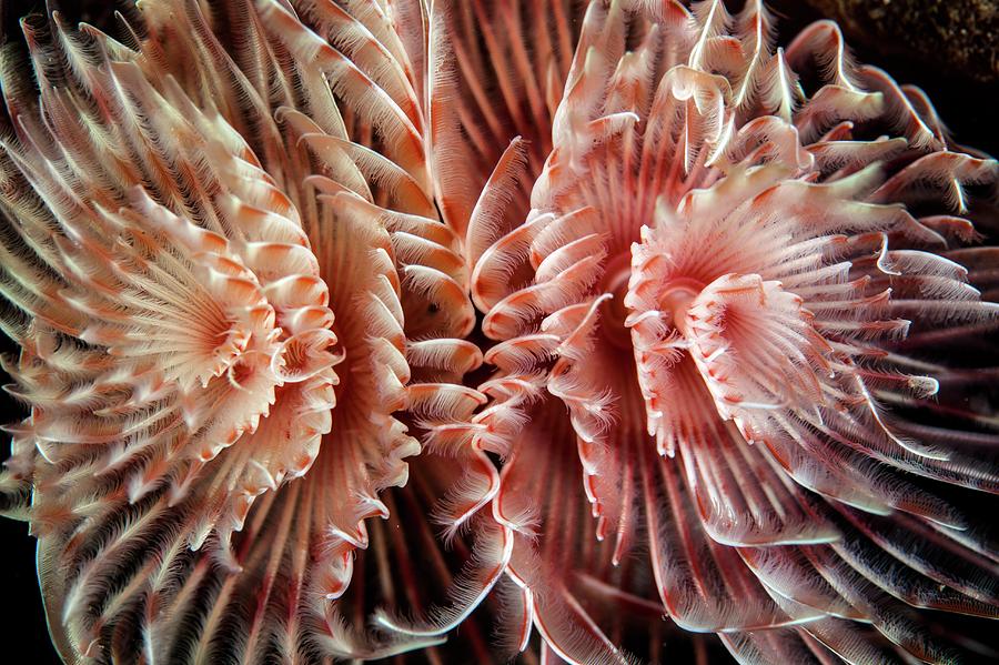 Feather Duster Worm Photograph by Ethan Daniels