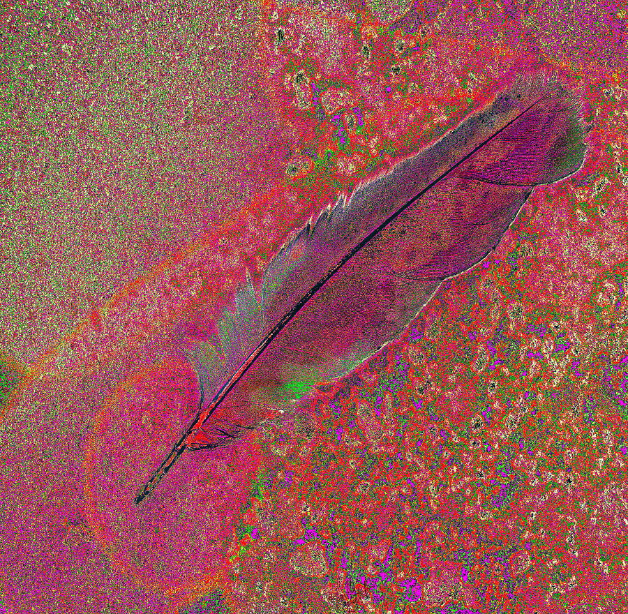 Feather Eight Photograph by Priscilla Batzell Expressionist Art Studio Gallery
