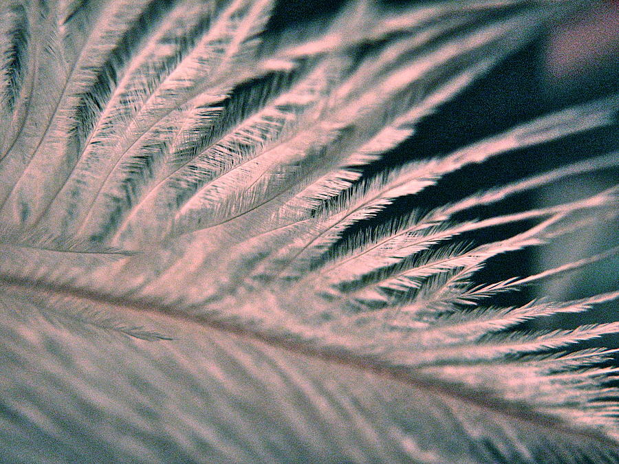 Feather Still Life Photograph - Feather Exp 1308 - Sharp by Sandy Tolman