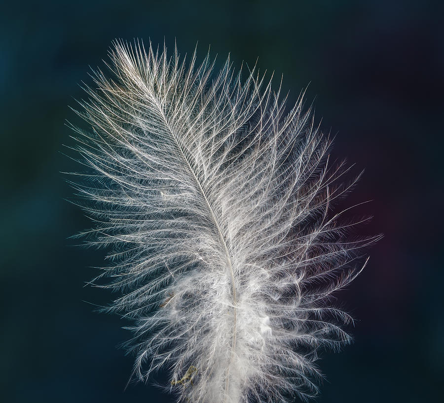 Feather Fantasy Photograph by Jean Noren