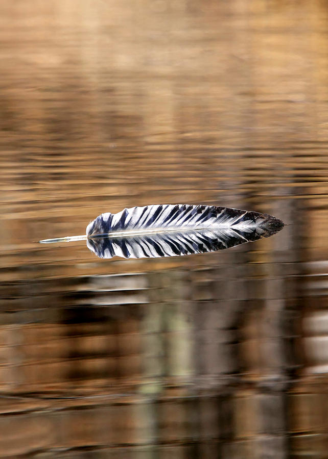 Feather Floating Photograph by Keith R Crowley