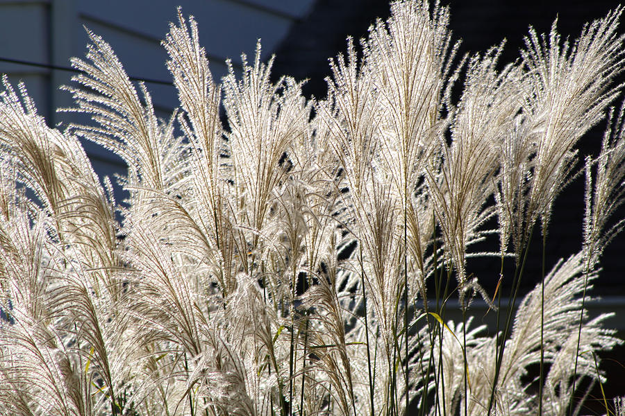 Feather Grass Photograph by Michele Wilson