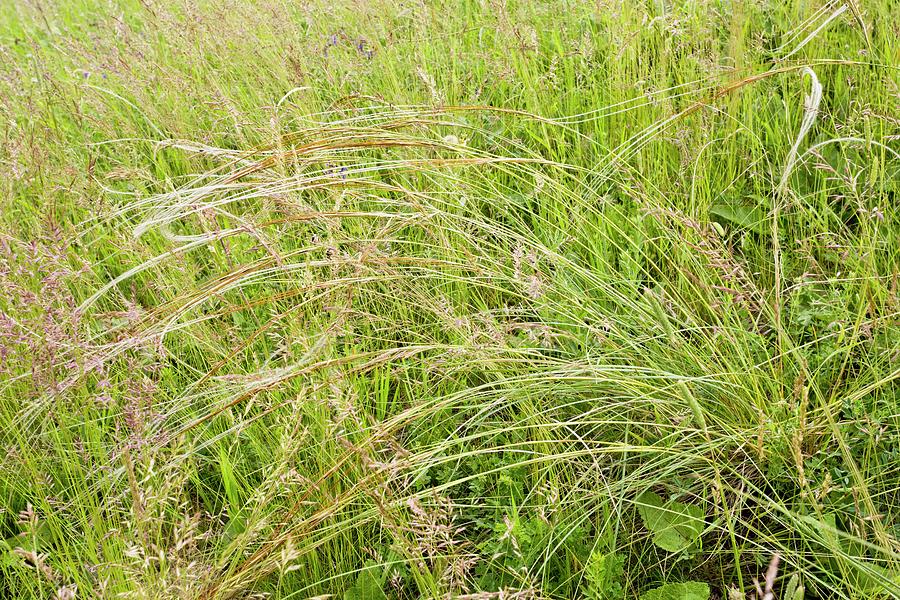 Feather Grass (stipa Pennata) In Flower Photograph by Bob Gibbons ...