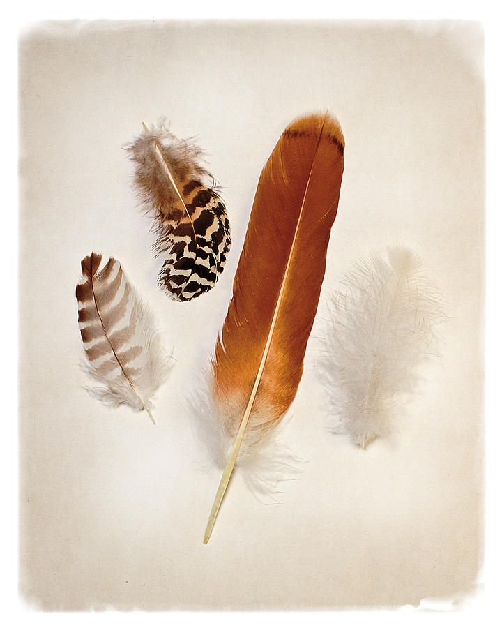 Feather Group I Painting by Debra Van Swearingen - Fine Art America