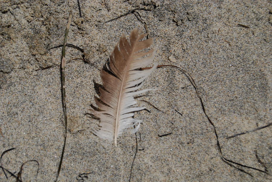 Feather in the Sand Photograph by Caroline Stella