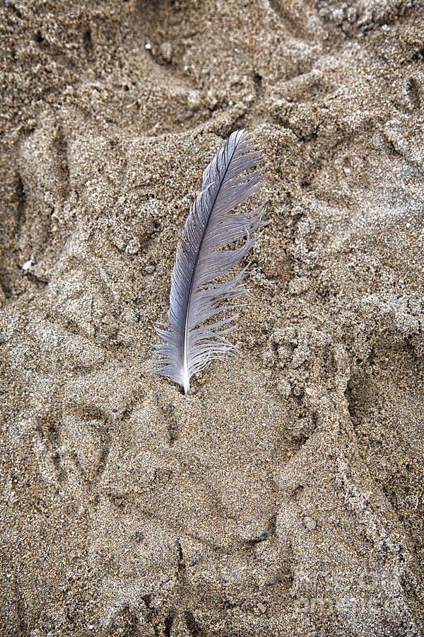 Feather in the Sand Digital Art by Susan Gary