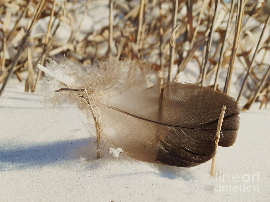 Feather in the Snow Photograph by J L Zarek