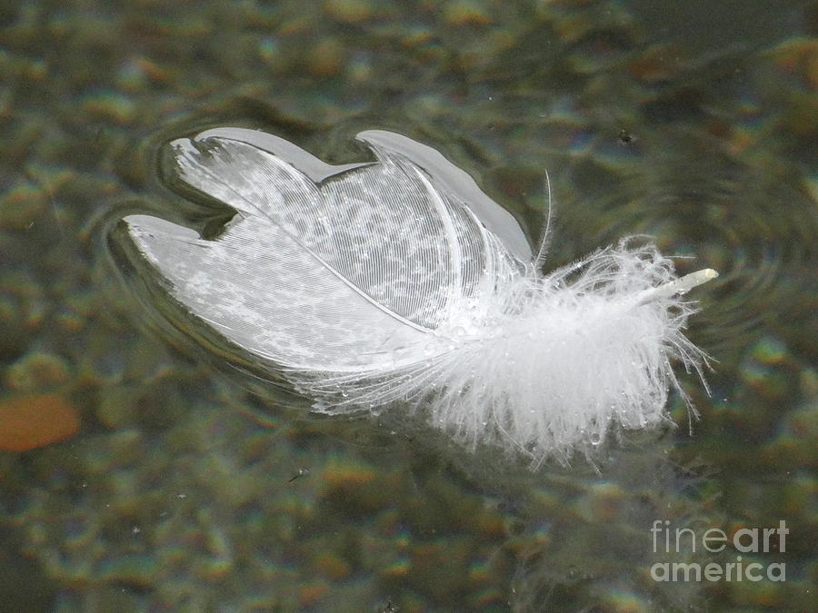 Feather in the water Photograph by Karin Ravasio